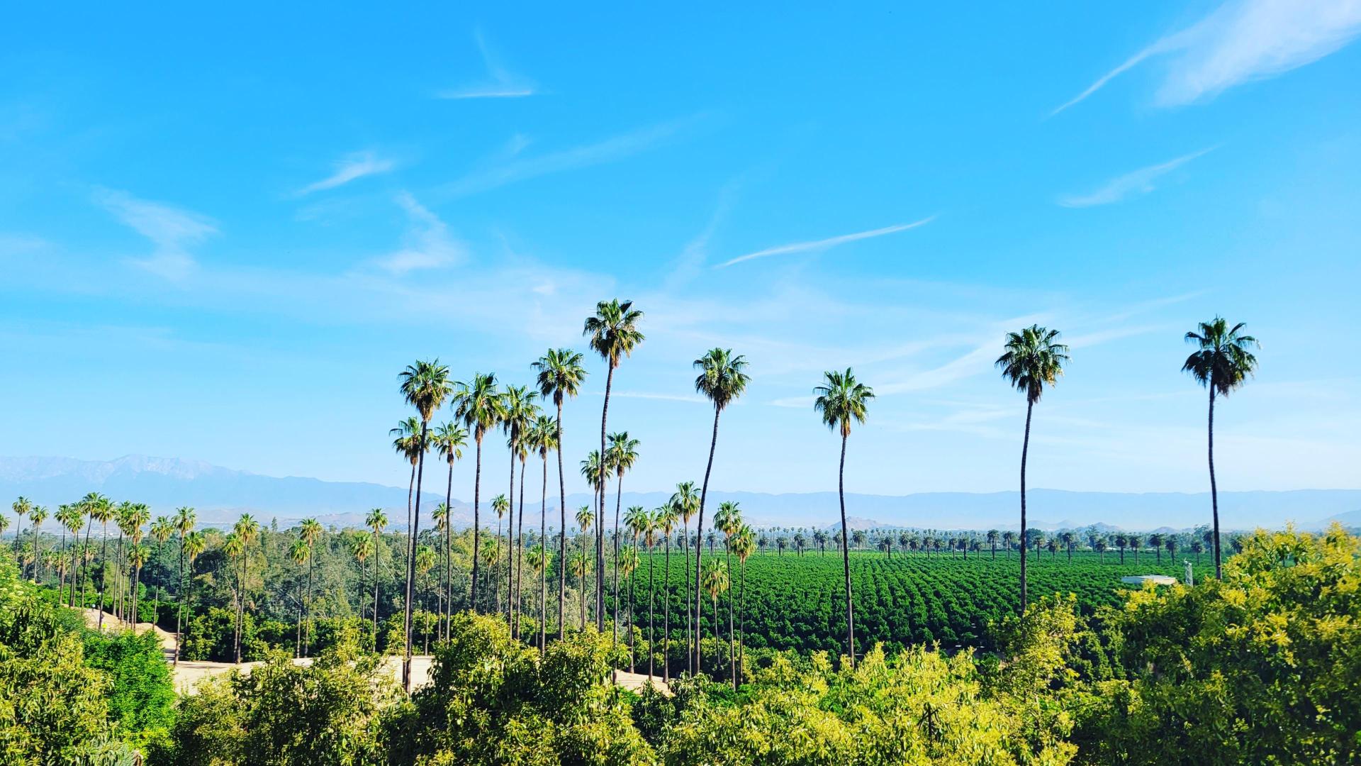 Citrus trees, palm, and moutains